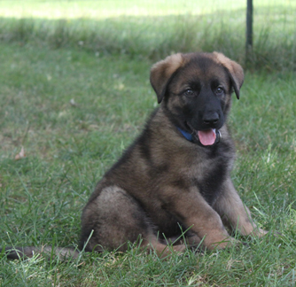 glaurung puppies
